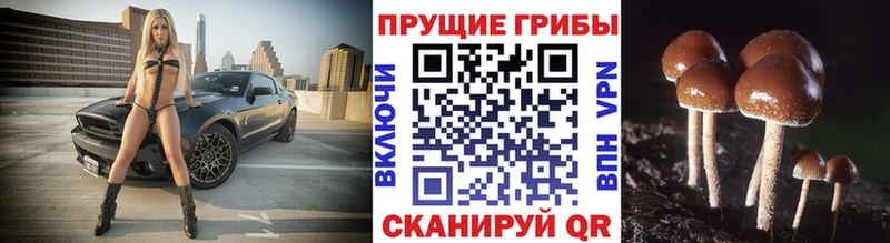 блэк спрут ссылки  дарк нет официальный сайт  Галлюциногенные грибы Magic Shrooms  Саки 